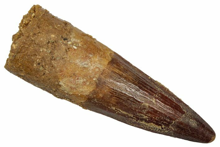 Fossil Spinosaurus Tooth - Real Dinosaur Tooth #345480
